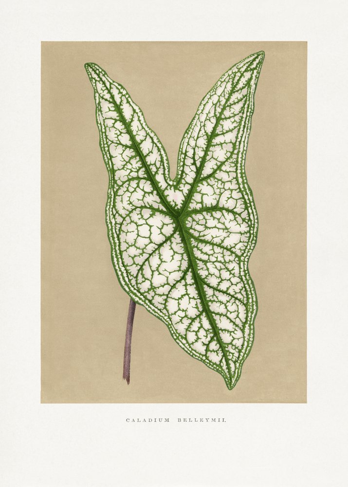 Ilustrace zeleného listu kaladia Belleymii od Les Plantes a Feuillage Colore