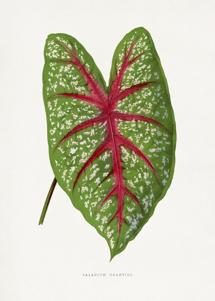 Ilustrace listu zeleného kaladia odrůdy Chantini od Les Plantes a Feuillage Colore