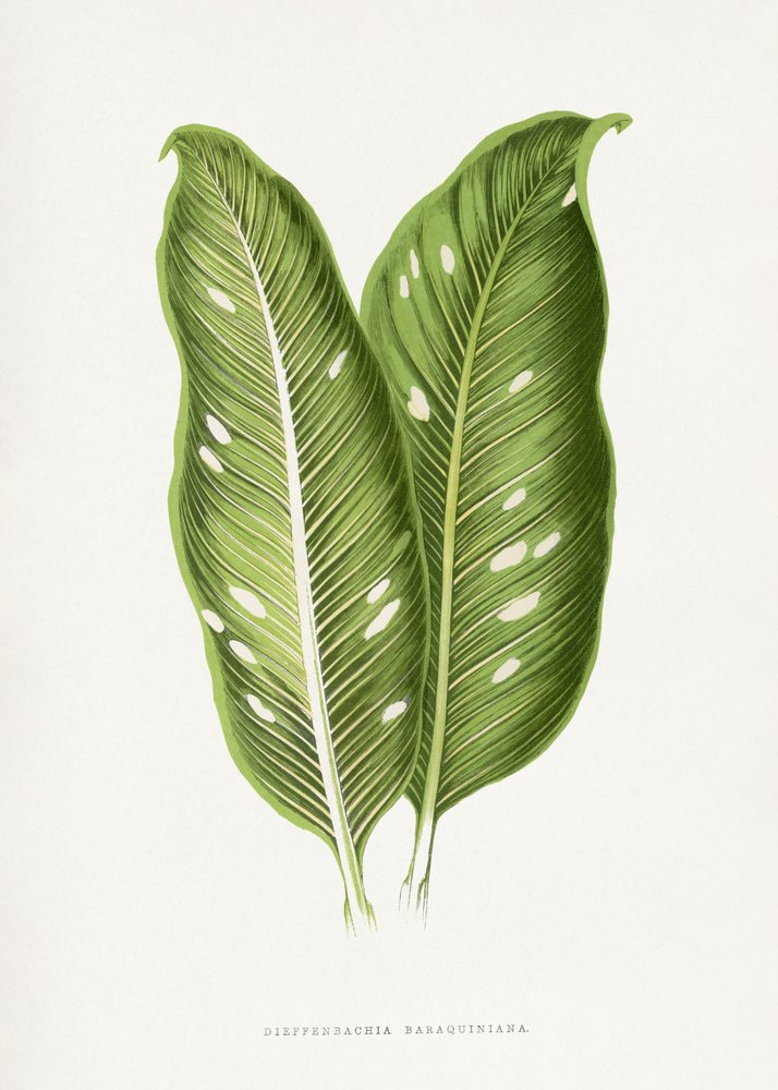 Ilustrace zeleného listu dieffenbachie Baraquiniana od Les Plantes a Feuillage Colore