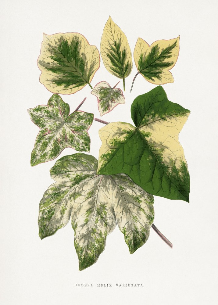 Ilustrace zeleného listu od Les Plantes a Feuillage Colore