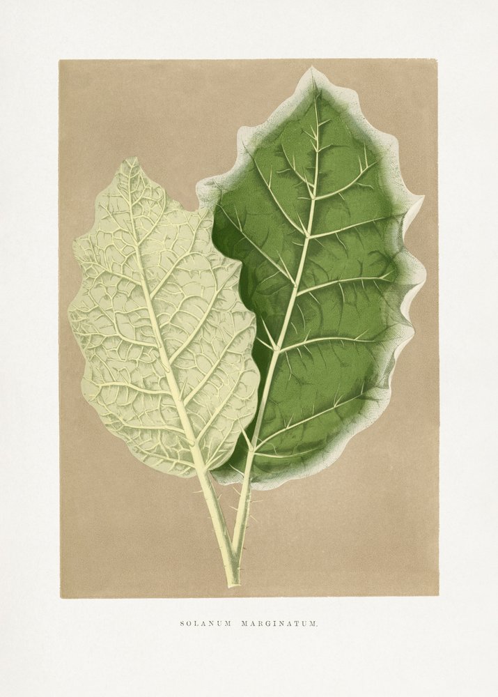 Ilustrace zeleného listu Solanum marginatum od Les Plantes a Feuillage Colore