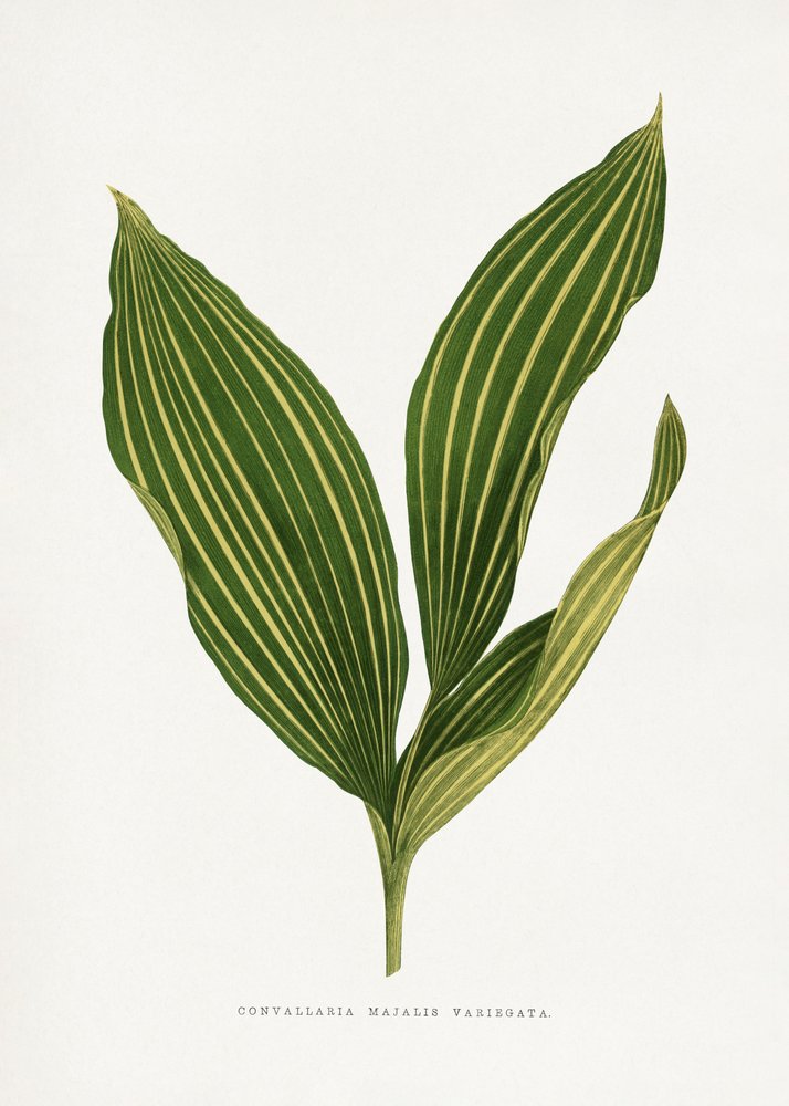 Ilustrace listu konvalinky od Les Plantes a Feuillage Colore