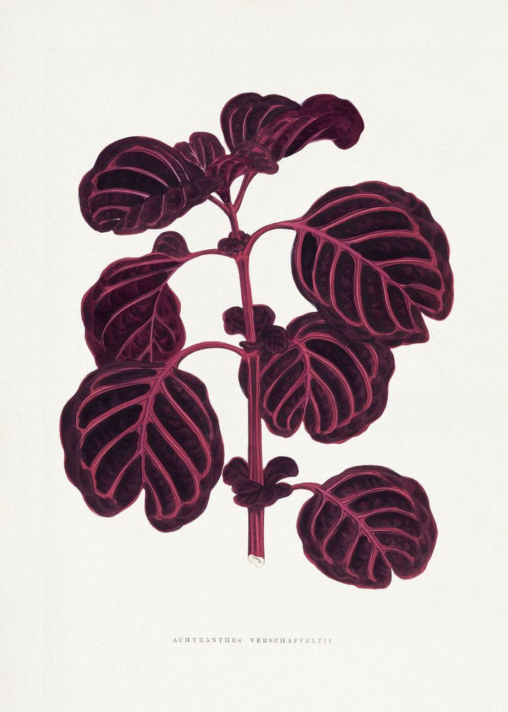 Ilustrace listu růžového Achyranthes Verschaffeltii od Les Plantes a Feuillage Colore