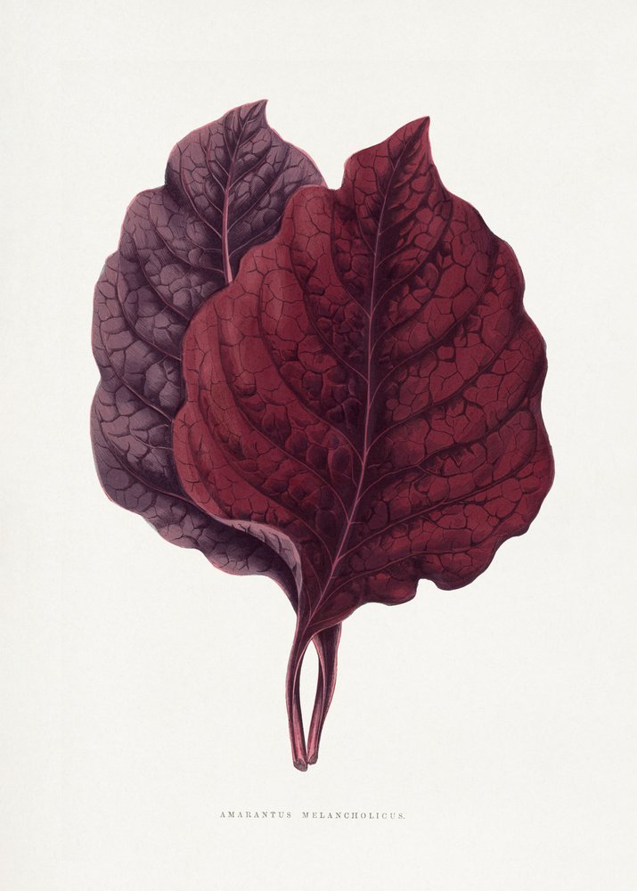 Ilustrace růžového listu amarantu od Les Plantes a Feuillage Colore