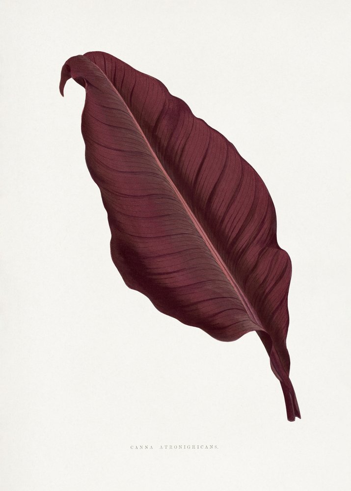 Ilustrace růžového listu rostliny Canna atronigricans od Les Plantes a Feuillage Colore