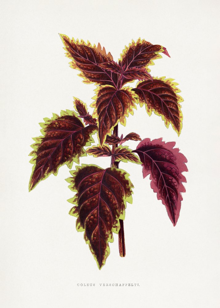 Ilustrace růžového listu coleusu od Les Plantes a Feuillage Colore