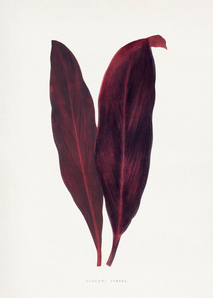 Ilustrace růžového listu dracaeny ferrea od Les Plantes a Feuillage Colore