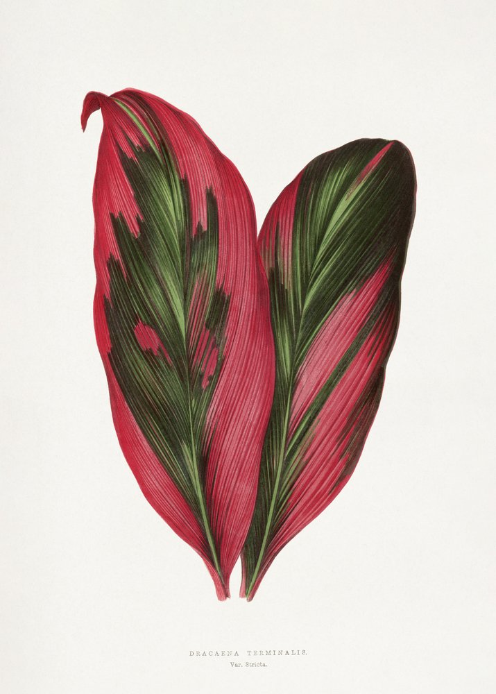 Ilustrace růžového listu dracény terminalis od Les Plantes a Feuillage Colore