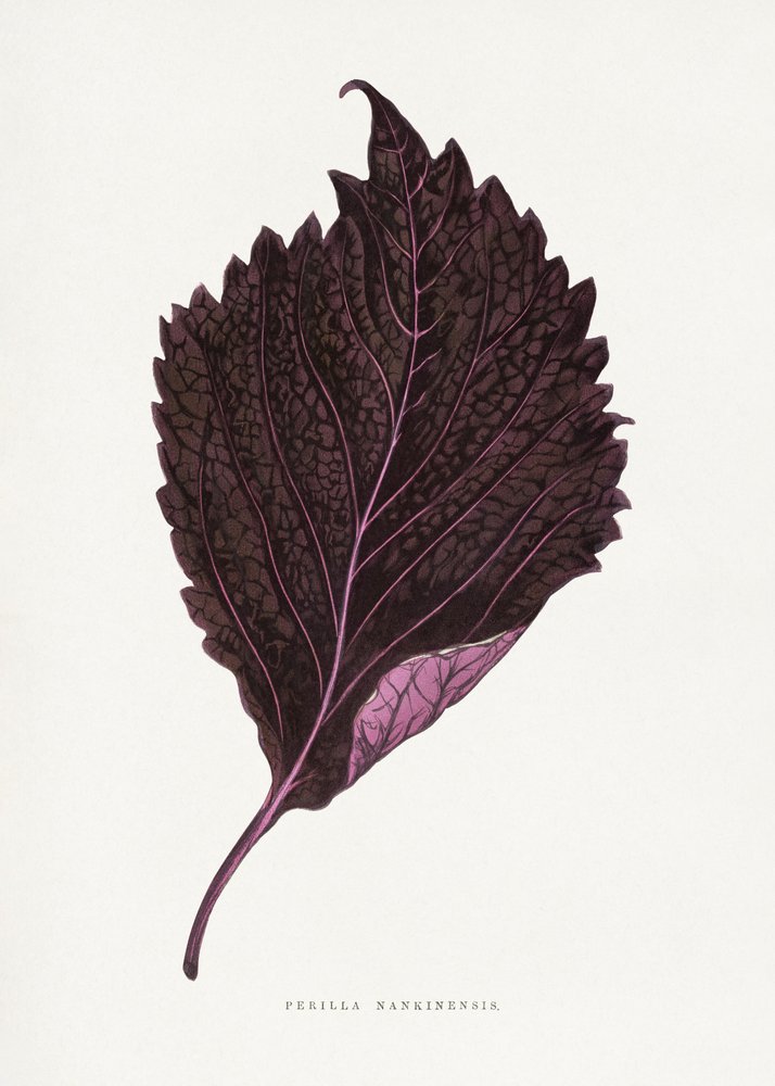 Ilustrace listu růžové perilly (Perilla nankinensis) od Les Plantes a Feuillage Colore