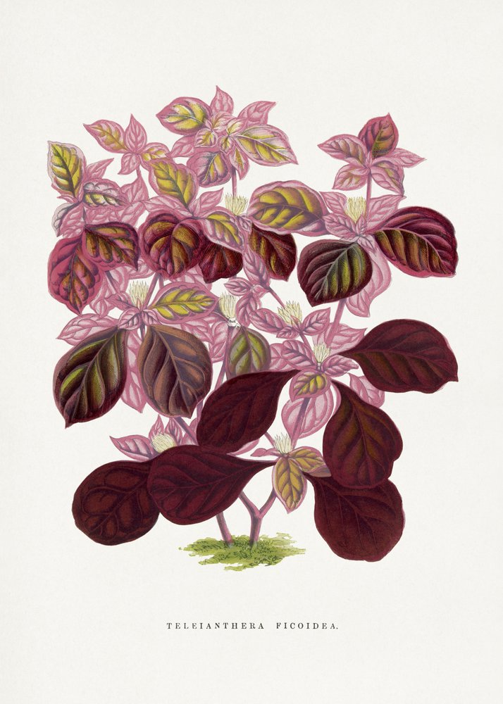 Ilustrace růžového listu rostliny Teleianthera Ficoidea od Les Plantes a Feuillage Colore