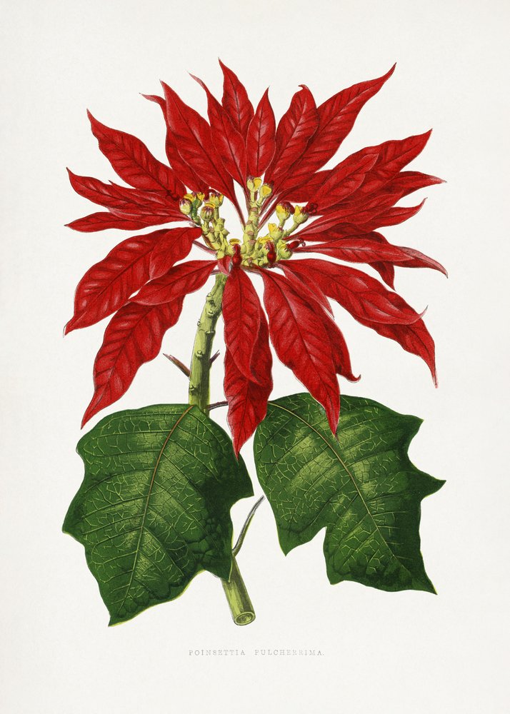 Ilustrace listu vánoční hvězdy (Poinsettia pulcherrima) od Les Plantes a Feuillage Colore