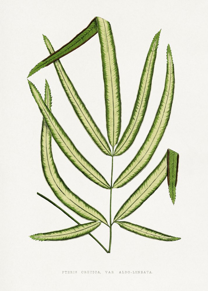 Ilustrace listu kapradiny Pteris Cretica od Les Plantes a Feuillage Colore