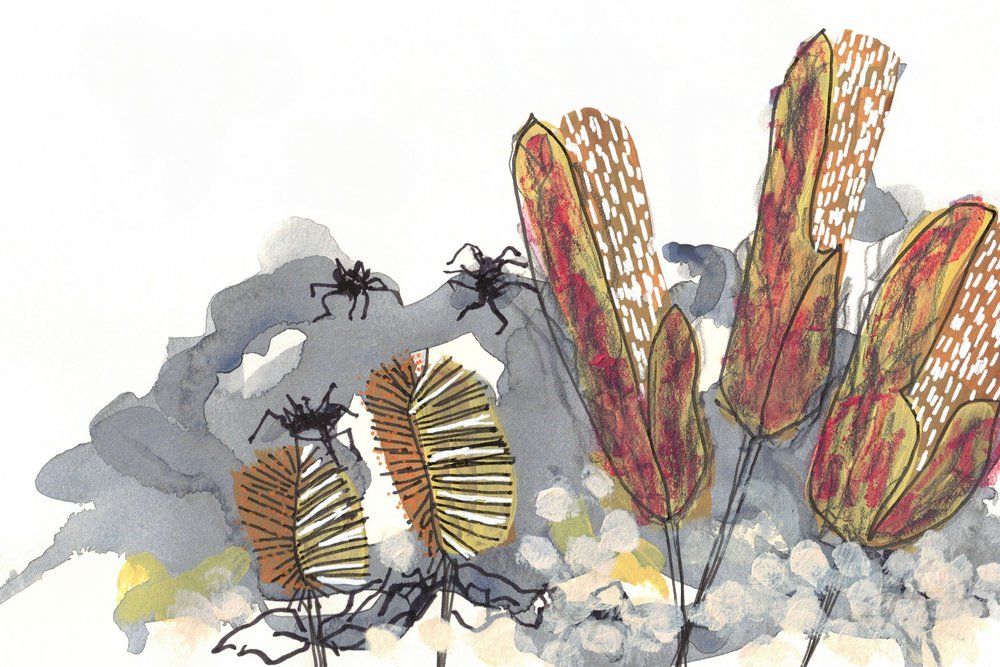 Botanické pavouky rodu Banksia od Lori Ann Folz