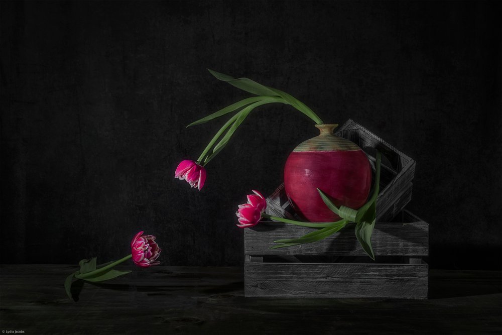 Tmavé tulipány a ředkvičky od Lydia Jacobs