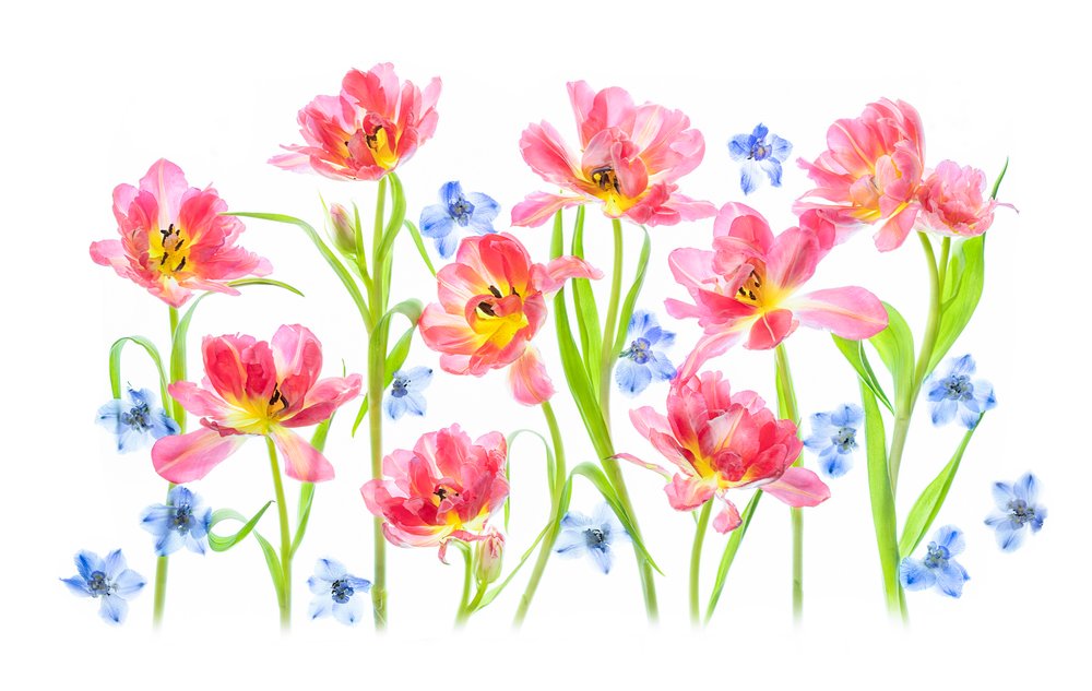 Jemné růžové tulipány od Lydia Jacobs