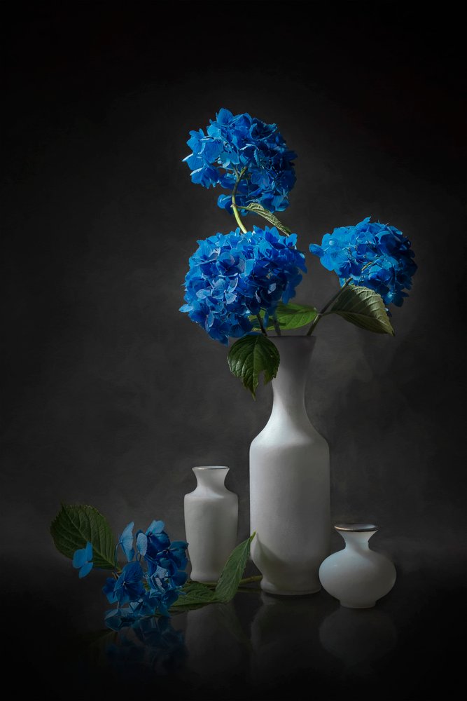 Elegantní modré hortenzie od Lydia Jacobs