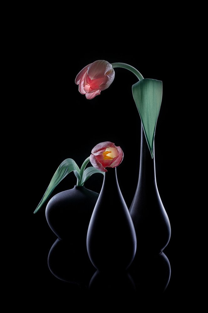 Elegantní zářící tulipány od Lydia Jacobs