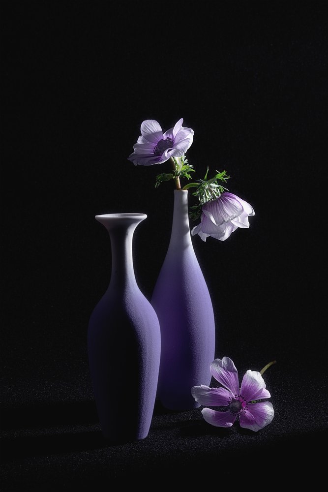Elegantní fialové sasanky od Lydia Jacobs