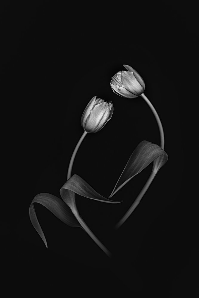 Elegantní Tulip Duo od Lydia Jacobs