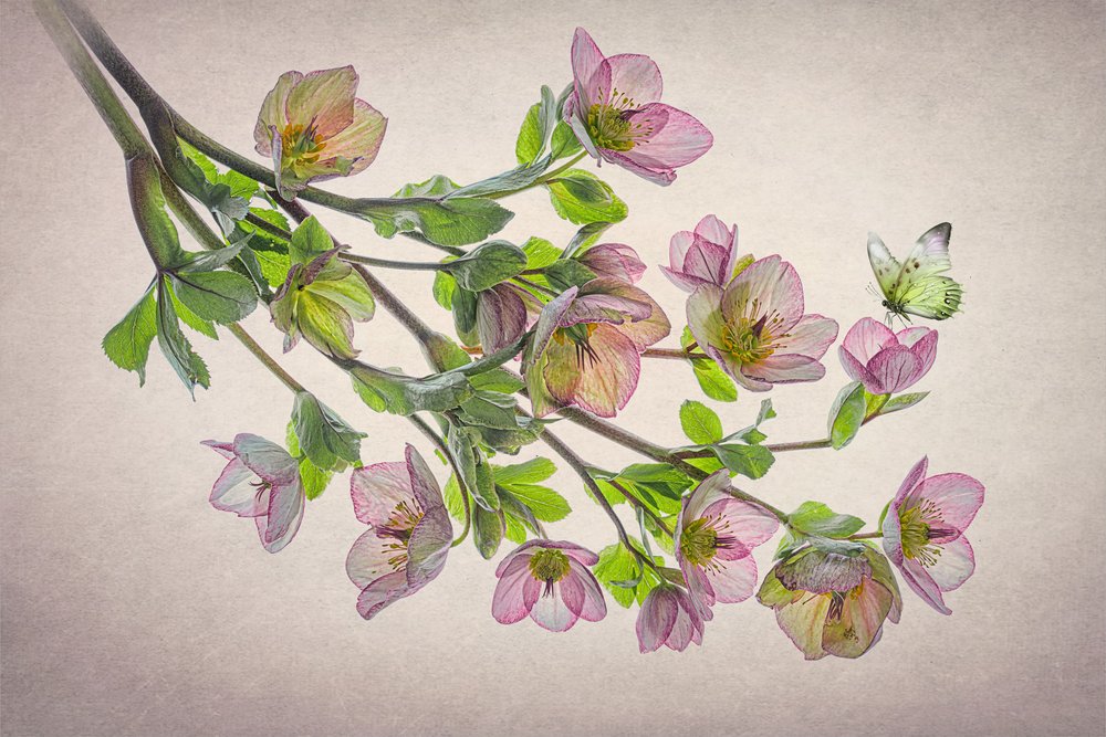 Motýl z rodu Ethereal Hellebore od Lydia Jacobs