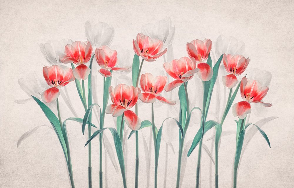 Éterické růžové tulipány od Lydia Jacobs