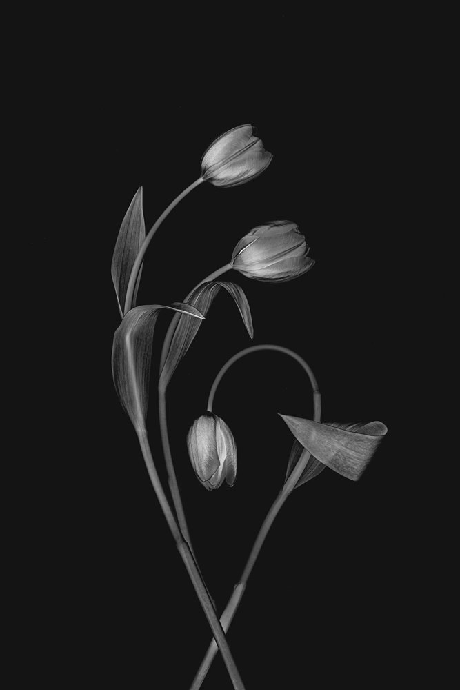 Monochromatický tulipán Grace od Lydia Jacobs