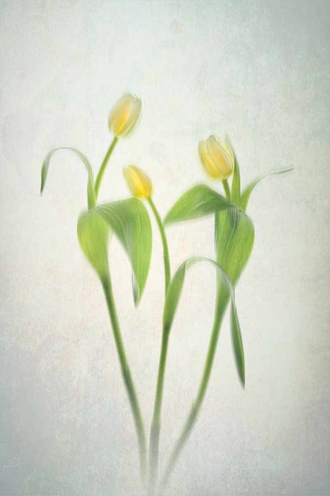 Jemně žluté tulipány od Lydia Jacobs
