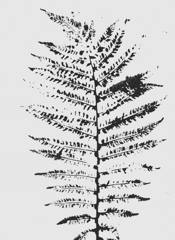 Silueta Black Fern od Maira Ribena