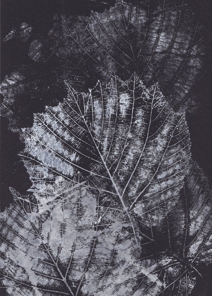 Studie monochromatického listu od Maira Ribena