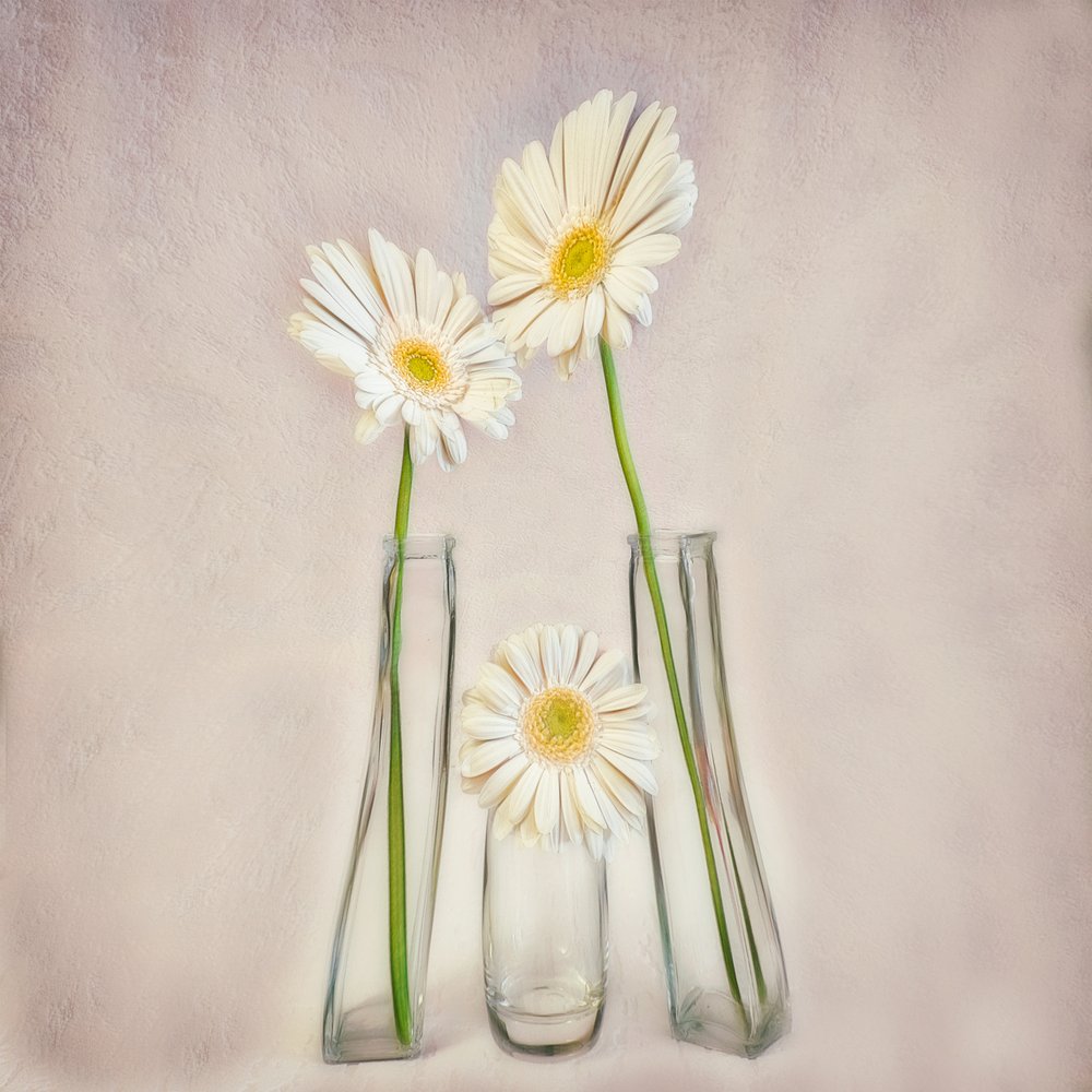 Elegantní bílé gerbery od Marie-anne Stas