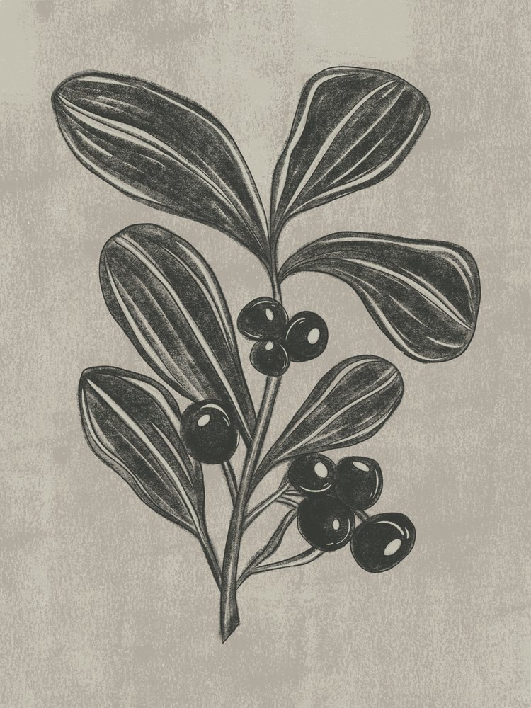 Botanická skica bobulí od Nikita Jariwala