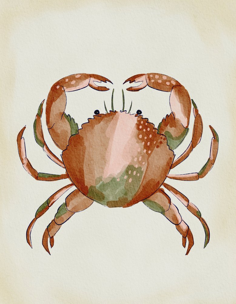 Akvarelový krab od Nikita Jariwala