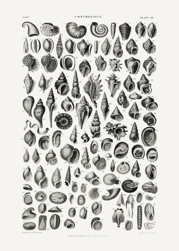 Sealife III od Oliver Goldsmith