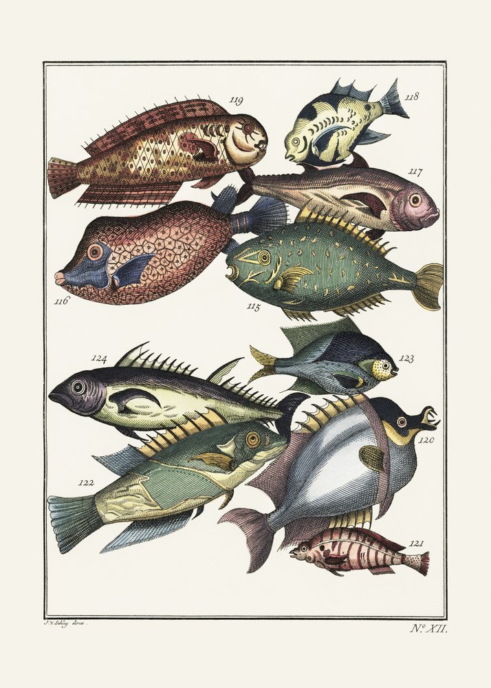 Exotické ryby (1767) – J. V. Schley od Pictufy