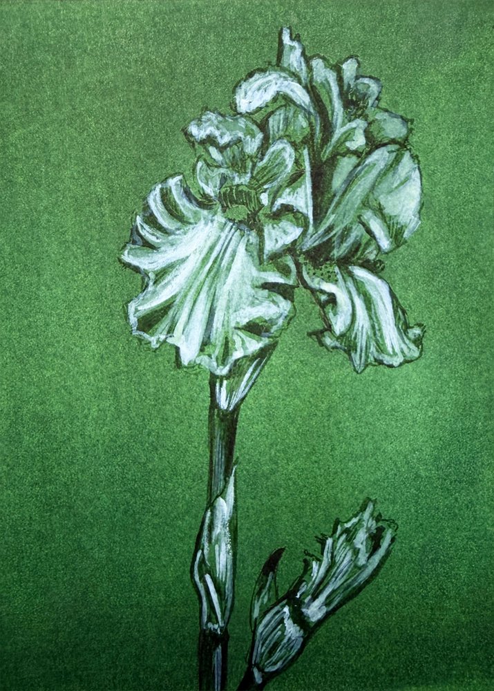 Elegantní zelený kosatec od Renee Machan Cottagecore Artist