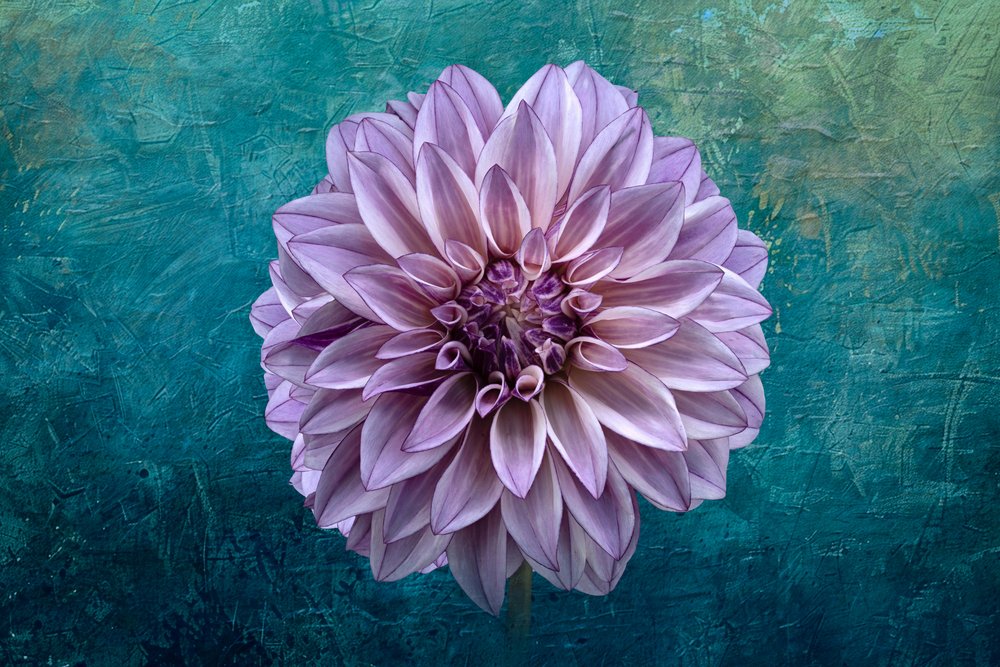 Dahlia na modrozeleném pozadí od Richard Urbanski