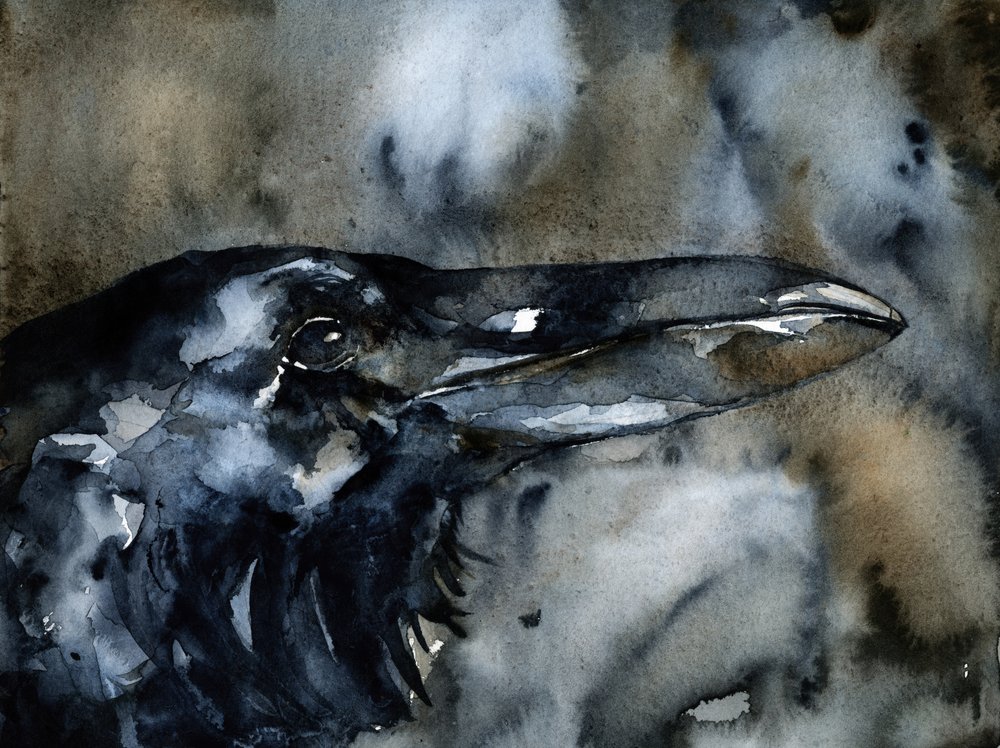 Profil Dark Raven od RodMacIver