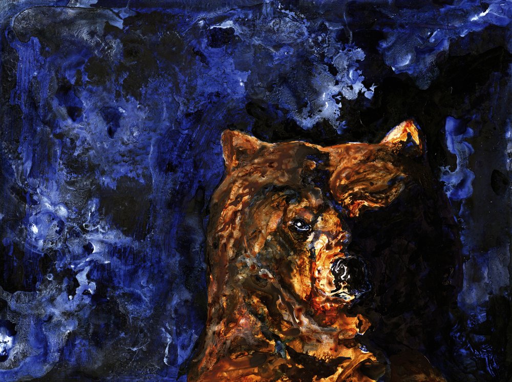 Průrazný pohled grizzlyho od RodMacIver