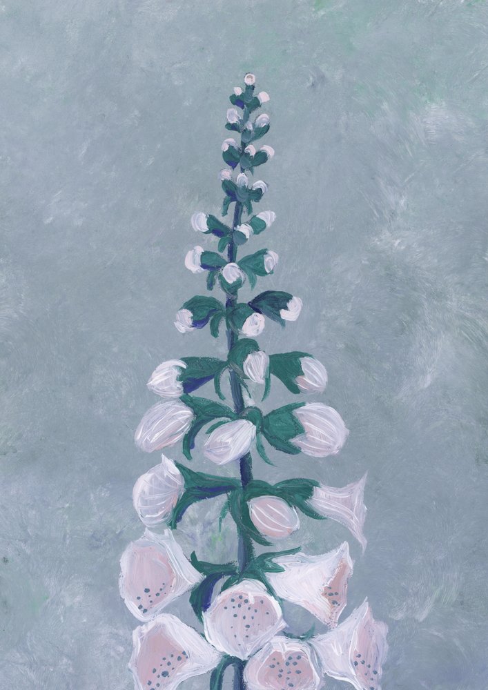 Květ bílé náprstnice od Rosana Laiz Blursbyai