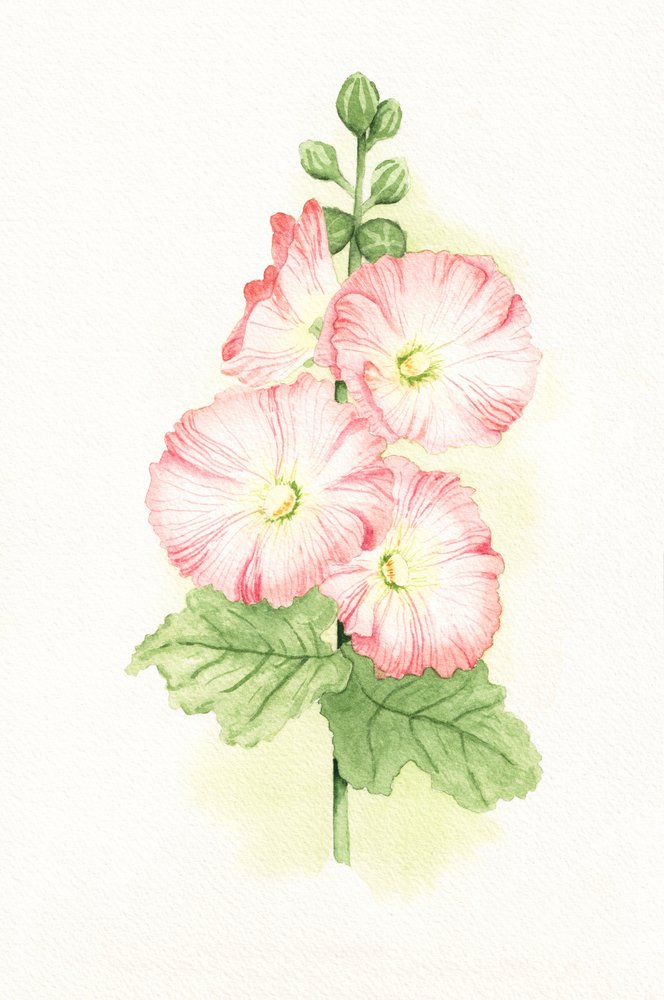 Růžové hollyhocky – akvarel od Salome