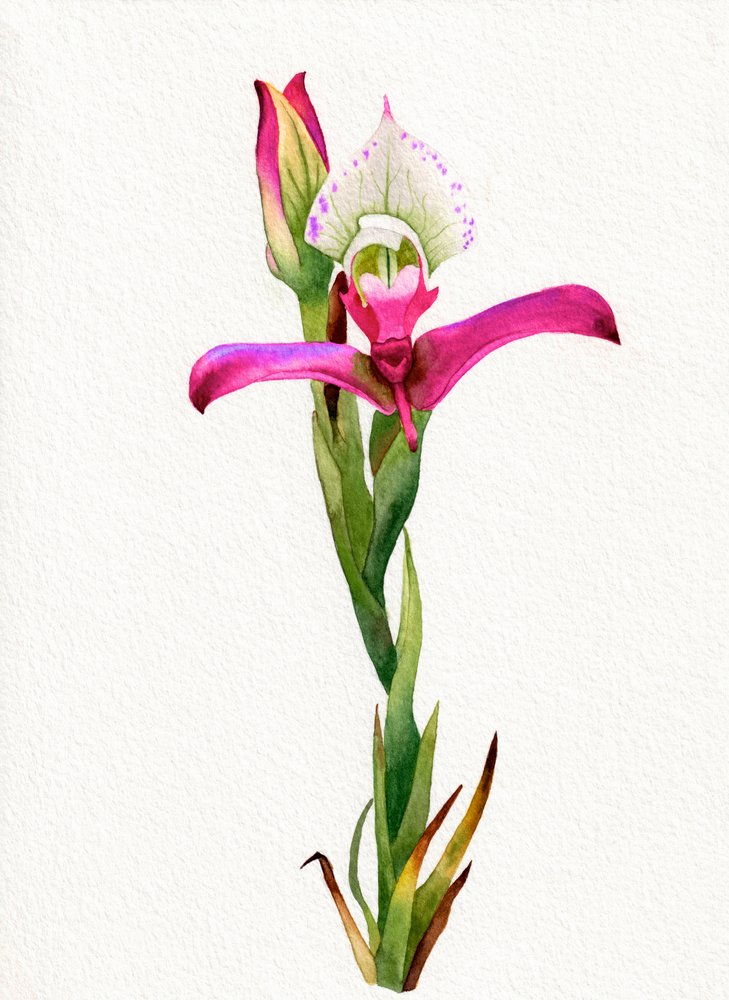 Růžový květ orchideje od Salome