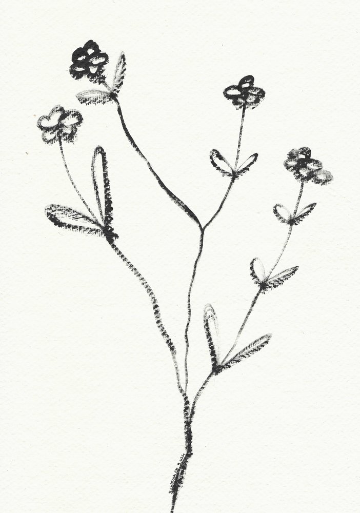 Minimalistická botanická kresba od Santhosh ch