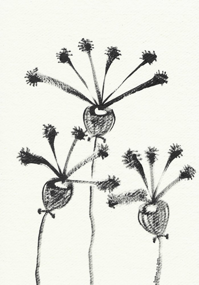 Minimalistická botanická kresba od Santhosh ch