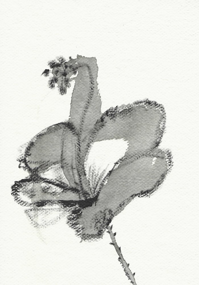 Monochromní květinová studie od Santhosh ch