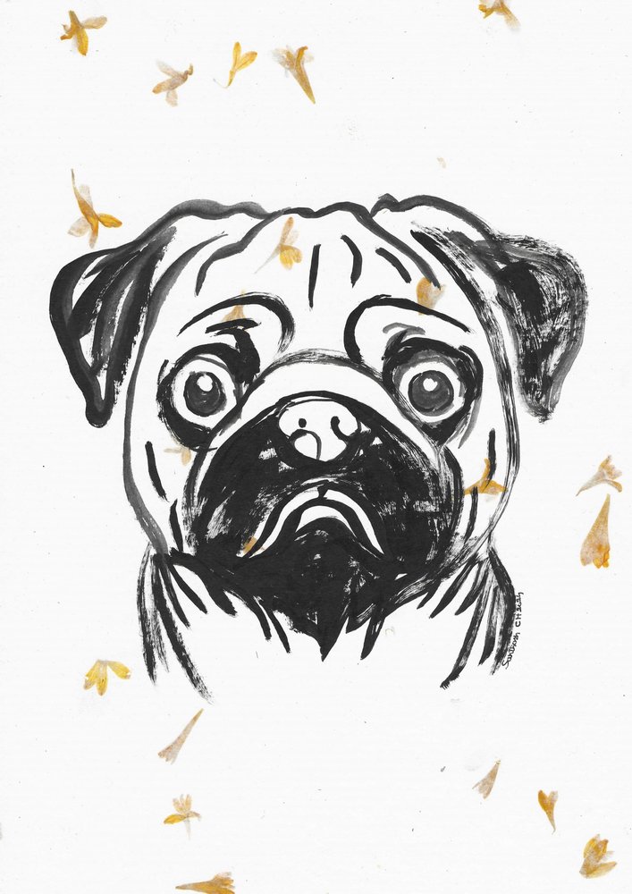 Mops s padajícími okvětními lístky od Santhosh ch