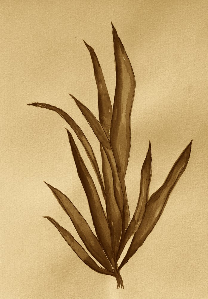 Botanická studie v sépii od Santhosh ch