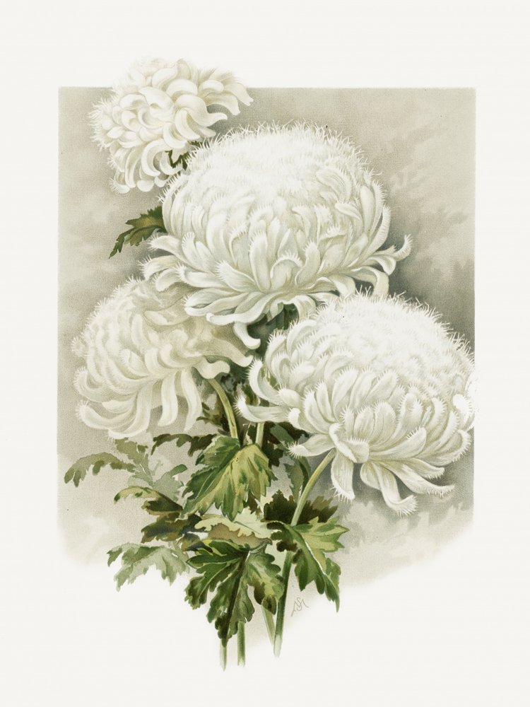 paní Alpheus Hardyová od Sidney Thomas Callowhill