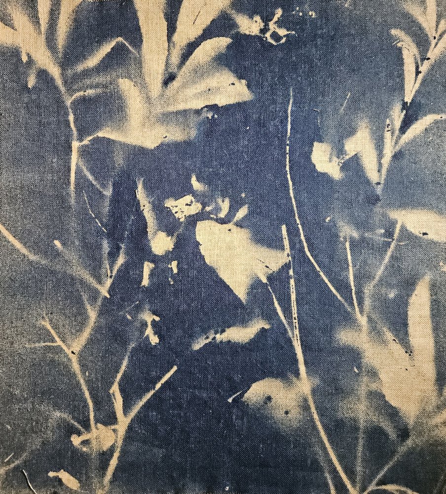 Modré botanické stíny od Stefano Mazzolini