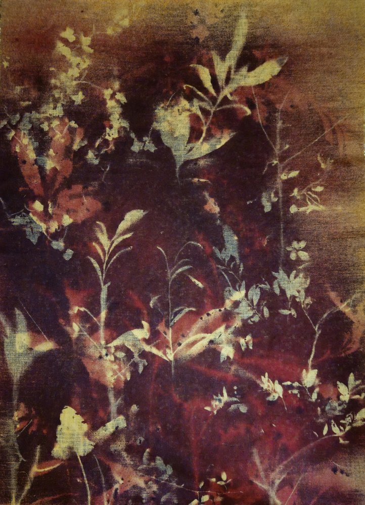 Temné botanické siluety od Stefano Mazzolini