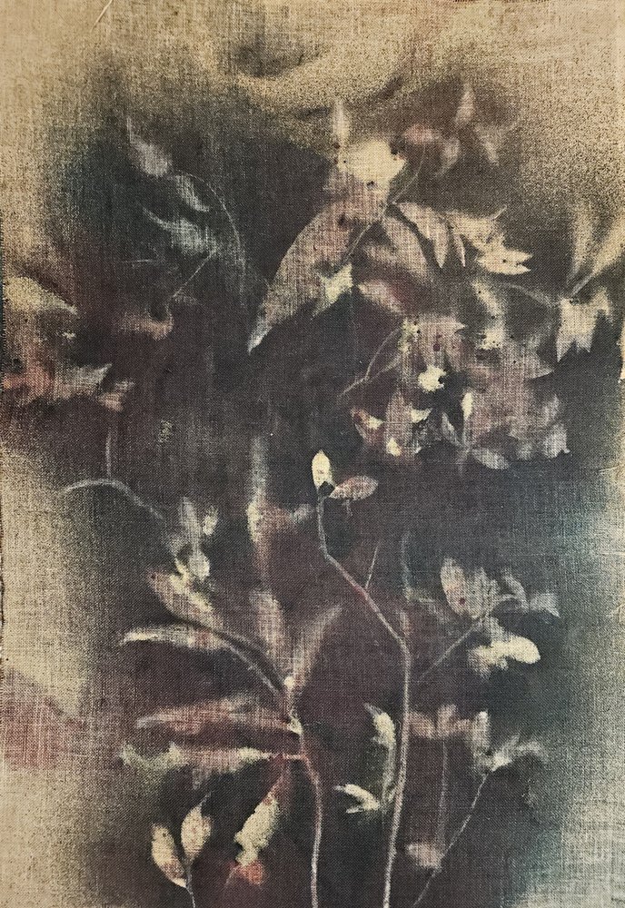 Vybledlé botanické formy od Stefano Mazzolini